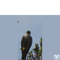 گونه لیل Eurasian Hobby